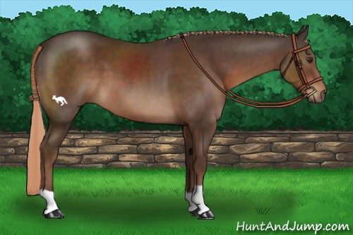 Horse Color:Liver Chestnut 