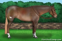 Horse Color:Liver Chestnut 