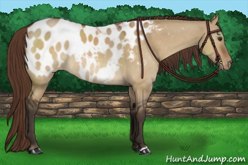 Horse Color:Buckskin Dun Near Leopard 