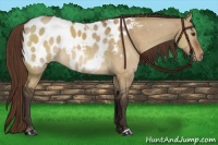Horse Color:Buckskin Dun Near Leopard 