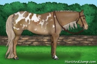 Horse Color:Chocolate Palomino Blanket
