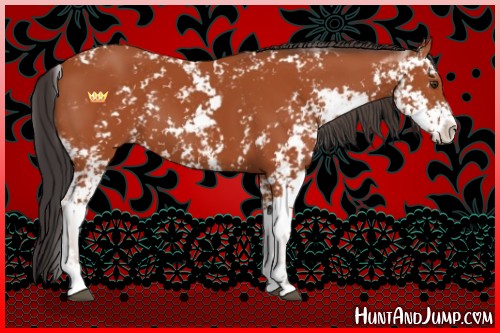 Horse Color:Bay Sabino 