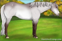 Horse Color:Chocolate Silver Bay Chinchilla Appaloosa 