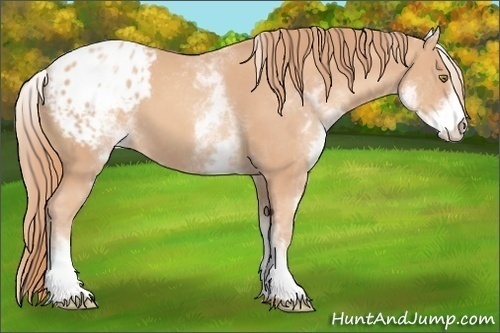 Horse Color:White Spotted Gold Champagne Appaloosa 