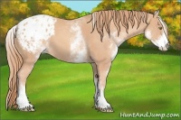 Horse Color:White Spotted Gold Champagne Appaloosa 