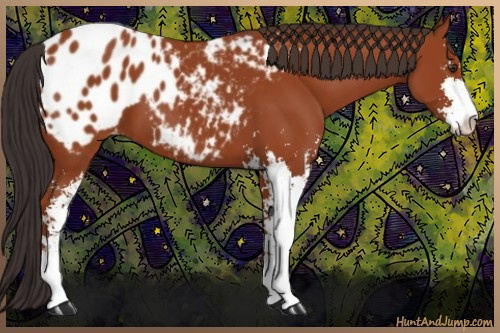 Horse Color:Bay Sabino Blanket 
