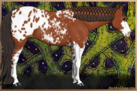 Horse Color:Bay Sabino Appaloosa