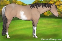 Horse Color:White Spotted Amber Champagne Tobiano Rabicano
