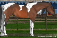 Horse Color:Bay Tobiano 