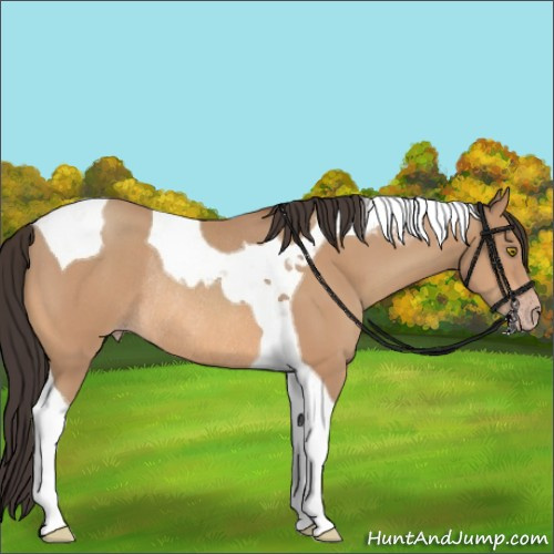 Horse Color:Amber Champagne Tobiano Rabicano 