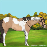 Horse Color:Amber Champagne Tobiano Rabicano 