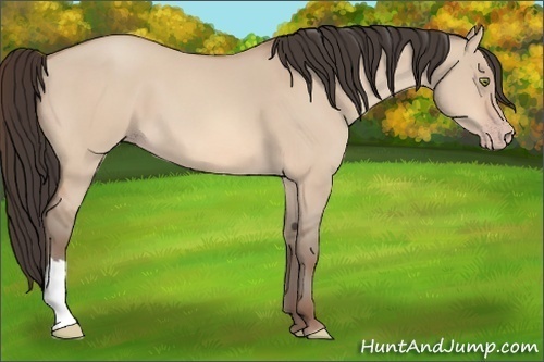 Horse Color:Amber Champagne Dun 