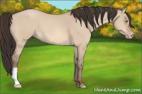 Horse Color:Amber Champagne Dun 