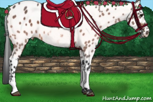 Horse Color:White Spotted Bay Appaloosa 