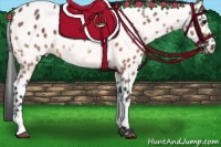 Horse Color:White Spotted Bay Appaloosa