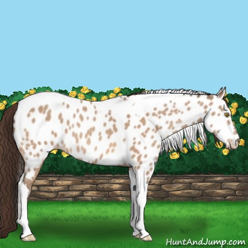 Horse Color:Amber Champagne Tobiano Appaloosa 