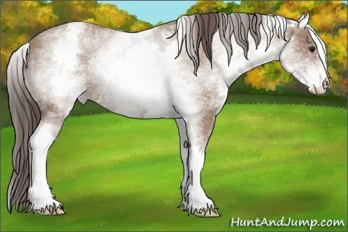 Horse Color:White Spotted Classic Champagne