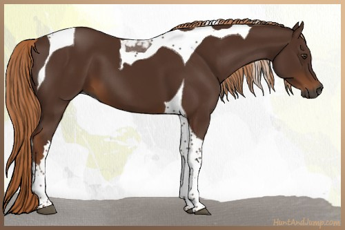 Horse Color:Gray Chestnut Tobiano 