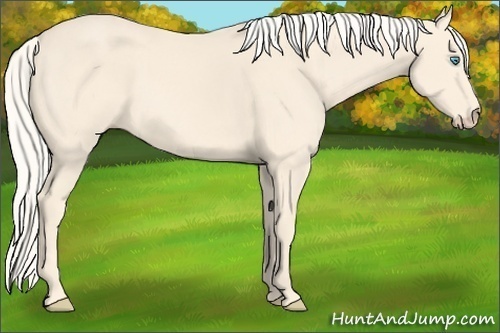 Horse Color:Cremello 