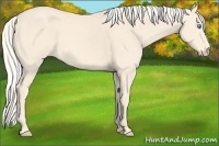 Horse Color:Cremello 