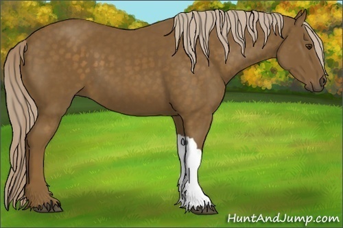 Horse Color:Chocolate Palomino 