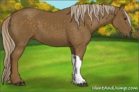 Horse Color:Chocolate Palomino 