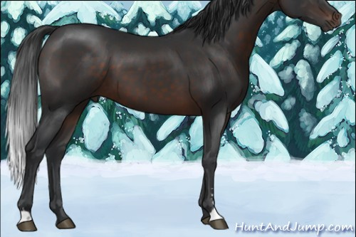 Horse Color:Brown Sabino