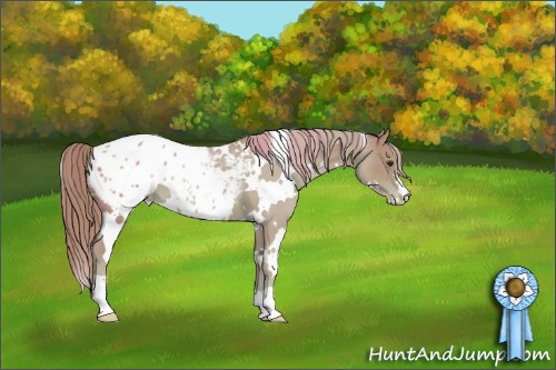 Horse Color:Watercolor White Spotted Chestnut Appaloosa 