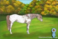 Horse Color:Watercolor White Spotted Chestnut Appaloosa