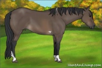 Horse Color:Brown Dun Tobiano 