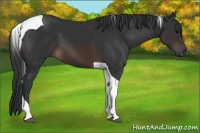 Horse Color:Brown Tobiano