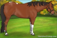 Horse Color:Brown Tobiano