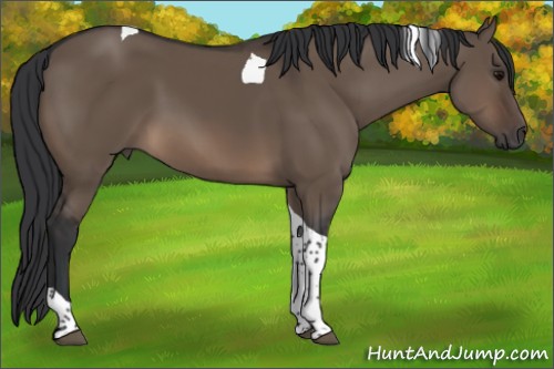 Horse Color:Brown Dun Tobiano 