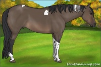 Horse Color:Brown Dun Tobiano 
