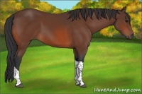 Horse Color:Bay Tobiano 