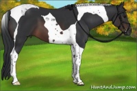 Horse Color:Brown Tobiano 