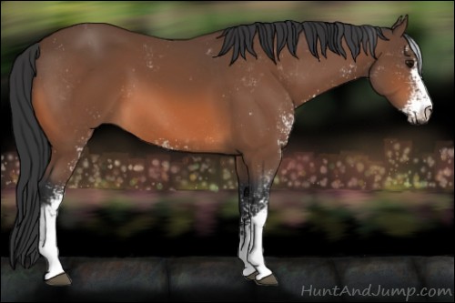 Horse Color:Bay Sabino 