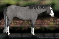 Horse Color:Blue Roan Splash 