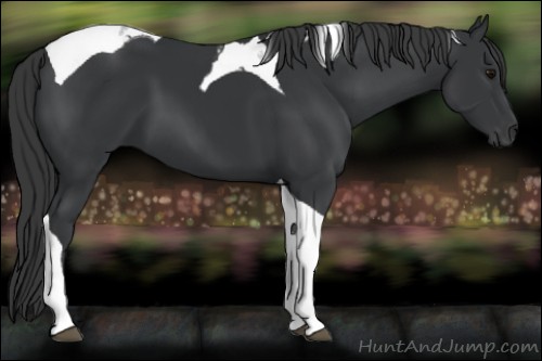 Horse Color:Black Tobiano 