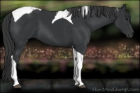 Horse Color:Black Tobiano 