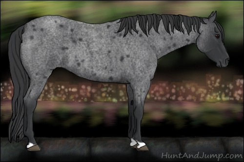 Horse Color:Blue Roan 