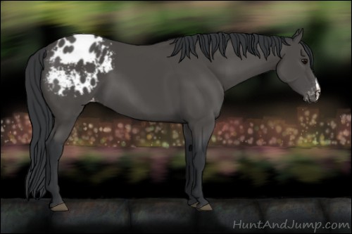 Horse Color:Black Appaloosa 