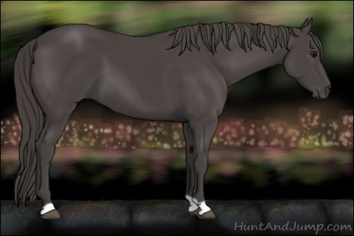 Horse Color:Smoky Black 