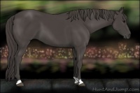 Horse Color:Smoky Black 