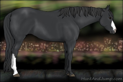 Horse Color:Black 