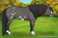 Horse Color:Grullo Frame 