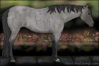 Horse Color:Blue Roan Rabicano 