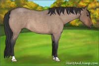 Horse Color:Bay Roan Dun 