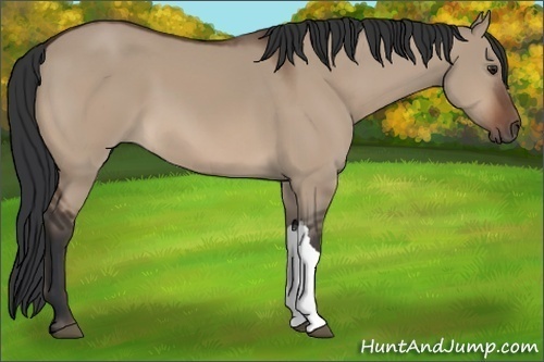 Horse Color:Brown Dun 