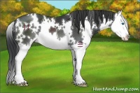 Horse Color:White Spotted Black Splash